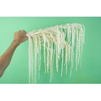 PHOCEALYS│Amarante stabilisée│vente aux pros│Grossiste