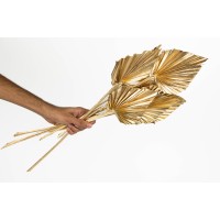 PHOCEALYS │palm spear│vente aux pros│Grossiste en fleurs séchées