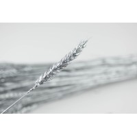 PHOCEALYS │Blé sec│vente aux pros│Grossiste en fleurs séchées