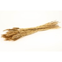 PHOCEALYS │Blé sec│vente aux pros│Grossiste en fleurs séchées