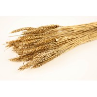 PHOCEALYS │Blé sec│vente aux pros│Grossiste en fleurs séchées