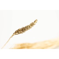 PHOCEALYS │Blé sec│vente aux pros│Grossiste en fleurs séchées