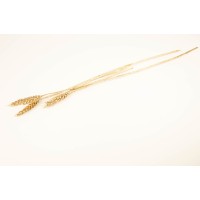 PHOCEALYS │Blé sec│vente aux pros│Grossiste en fleurs séchées