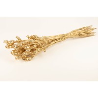 PHOCEALYS │Pavot sec│vente aux pros│Grossiste en fleurs séchées