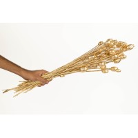 PHOCEALYS │Pavot sec│vente aux pros│Grossiste en fleurs séchées