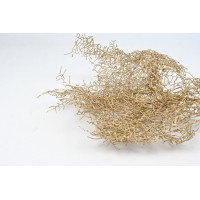 PHOCEALYS│Fougère corail stabilisée│vente aux pros│Grossiste