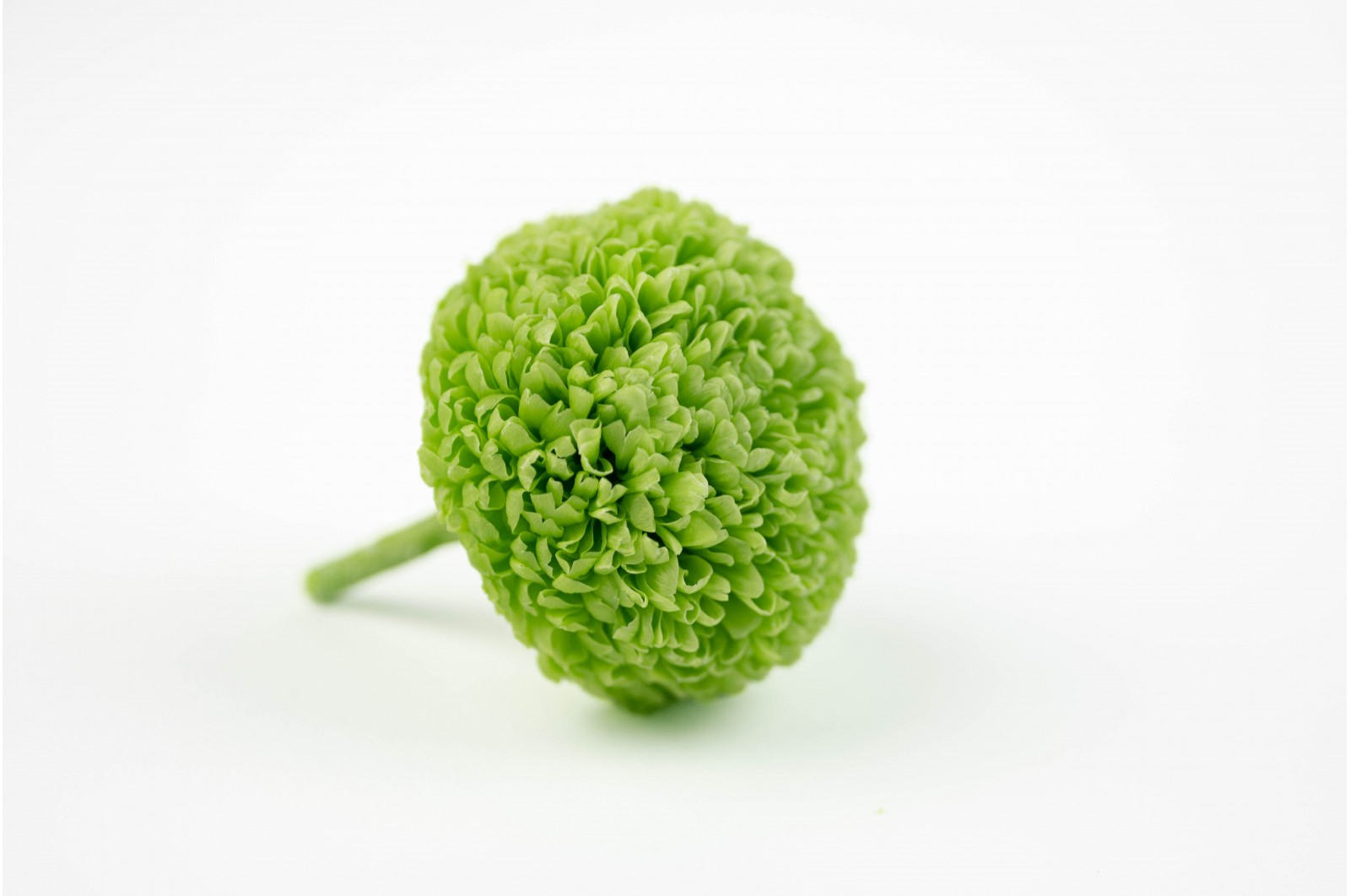 Chrysanthème stabilisé│vente aux pros│Grossiste