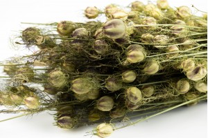 PHOCEALYS│Nigelle sèche│vente aux pros│Grossiste en fleurs séchées