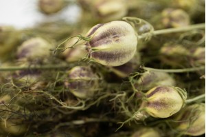 PHOCEALYS│Nigelle sèche│vente aux pros│Grossiste en fleurs séchées