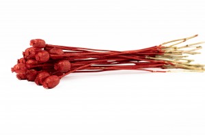 Pavot sec│vente aux pros│Grossiste en fleurs séchées