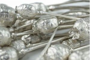 Pavot sec│vente aux pros│Grossiste en fleurs séchées