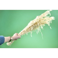 PHOCEALYS│Amarante stabilisée│vente aux pros│Grossiste