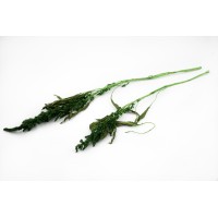 PHOCEALYS│Amarante stabilisée│vente aux pros│Grossiste