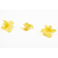 Orchidée dendrobium │vente aux pros│Grossiste en végétaux stabilisées