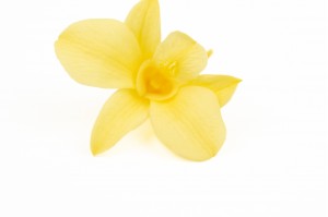 Orchidée dendrobium │vente aux pros│Grossiste en végétaux stabilisées
