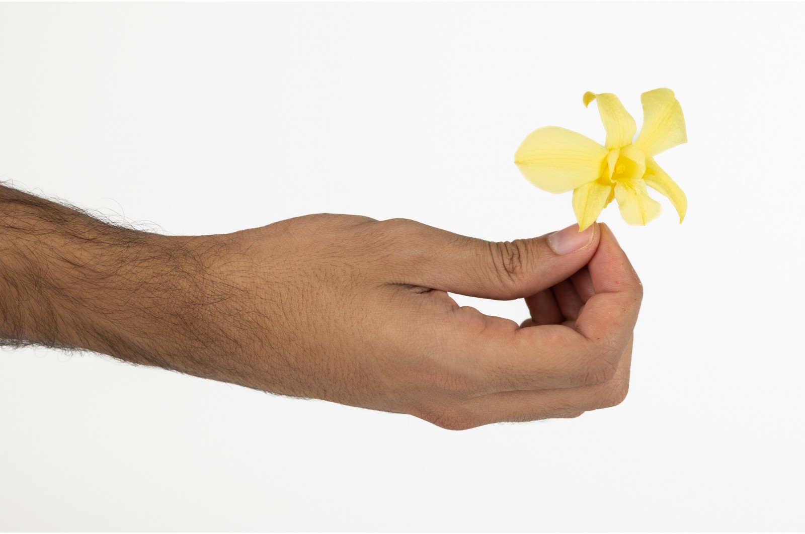Orchidée dendrobium │vente aux pros│Grossiste en végétaux stabilisées