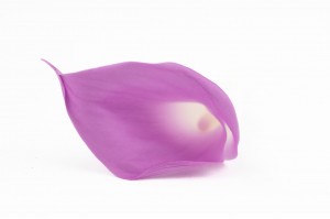 PHOCEALYS│calla stabilisé vente aux pros│Grossiste