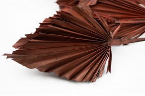 PHOCEALYS │palm spear│vente aux pros│Grossiste en fleurs séchées