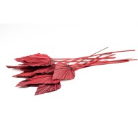 PHOCEALYS │palm spear│vente aux pros│Grossiste en fleurs séchées