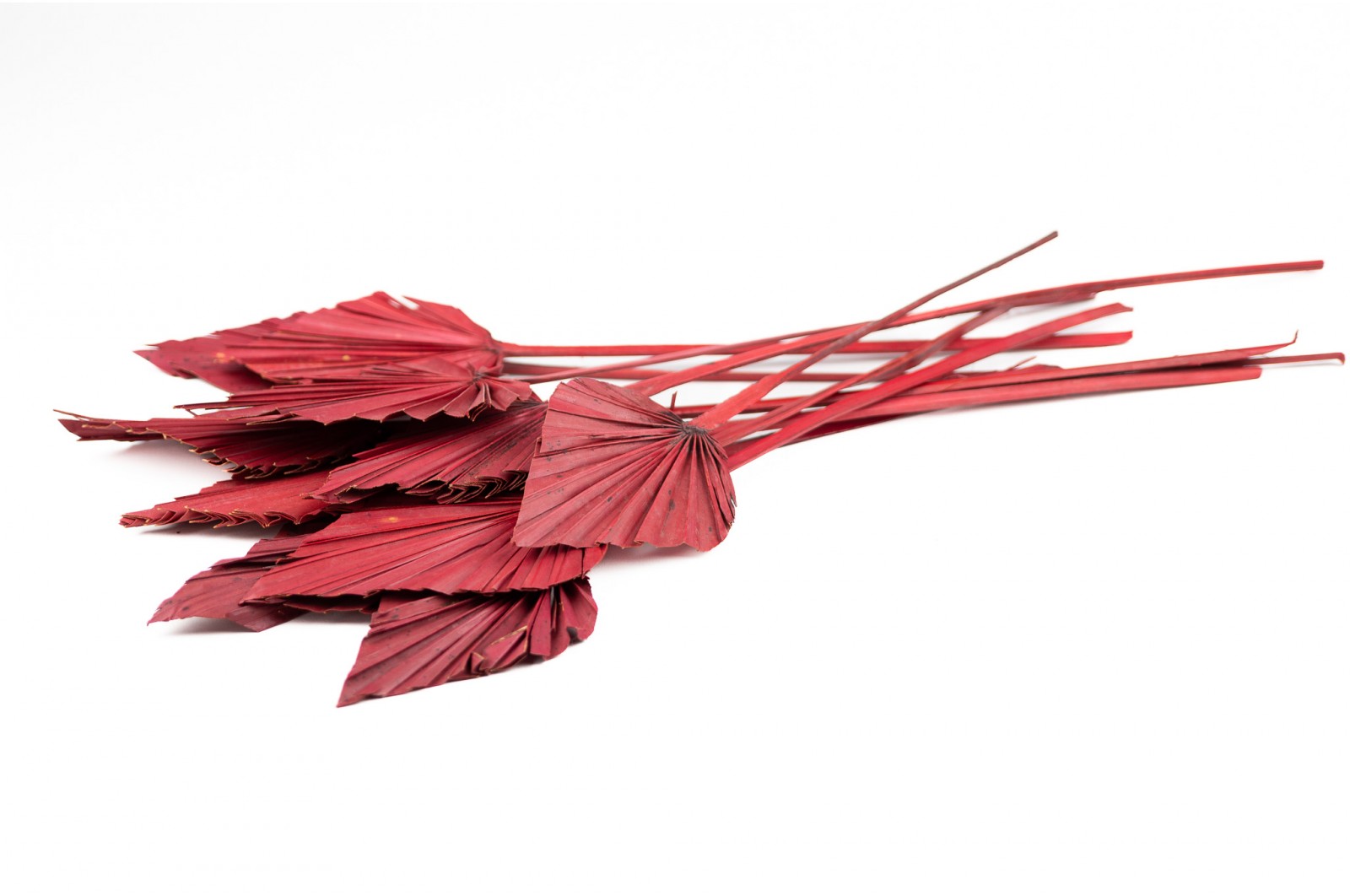 PHOCEALYS │palm spear│vente aux pros│Grossiste en fleurs séchées