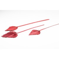 PHOCEALYS │palm spear│vente aux pros│Grossiste en fleurs séchées