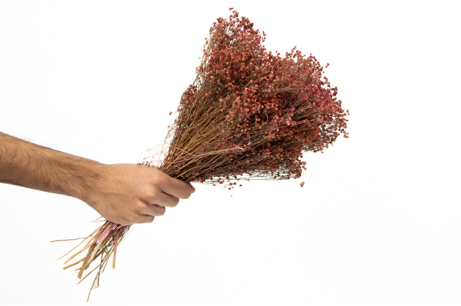 PHOCEALYS │Broom bloom sec│vente aux pros│Grossiste en fleurs séchées