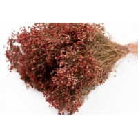 PHOCEALYS │Broom bloom sec│vente aux pros│Grossiste en fleurs séchées