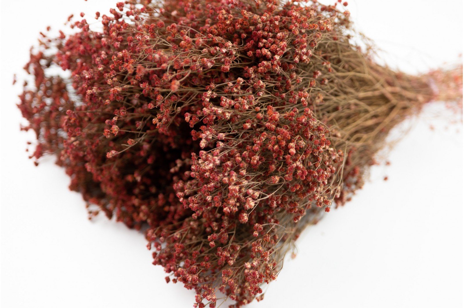 PHOCEALYS │Broom bloom sec│vente aux pros│Grossiste en fleurs séchées
