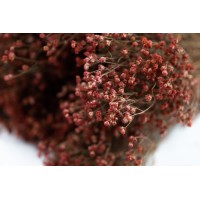 PHOCEALYS │Broom bloom sec│vente aux pros│Grossiste en fleurs séchées