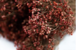 PHOCEALYS │Broom bloom sec│vente aux pros│Grossiste en fleurs séchées