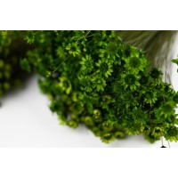 PHOCEALYS │Glixia sec│vente aux pros│Grossiste en fleurs séchées