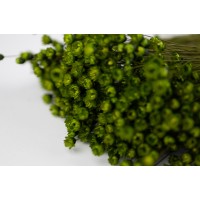 PHOCEALYS │Glixia sec│vente aux pros│Grossiste en fleurs séchées