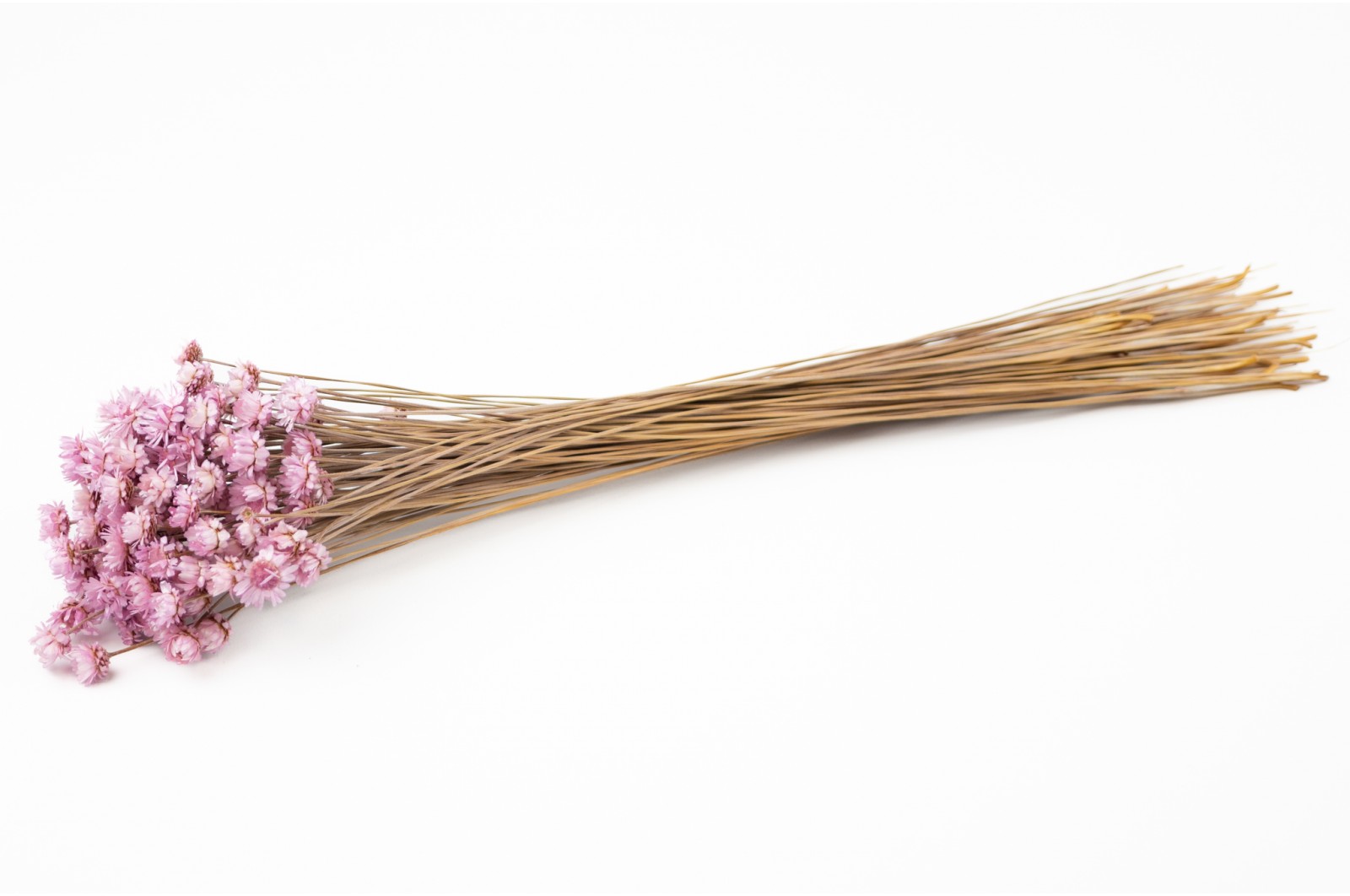 Glixia sèche géante│vente aux pros│Grossiste en fleurs séchées