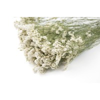PHOCEALYS│Limonium Sinensis stabilisé│vente aux pros│Grossiste en végétaux stabilisées