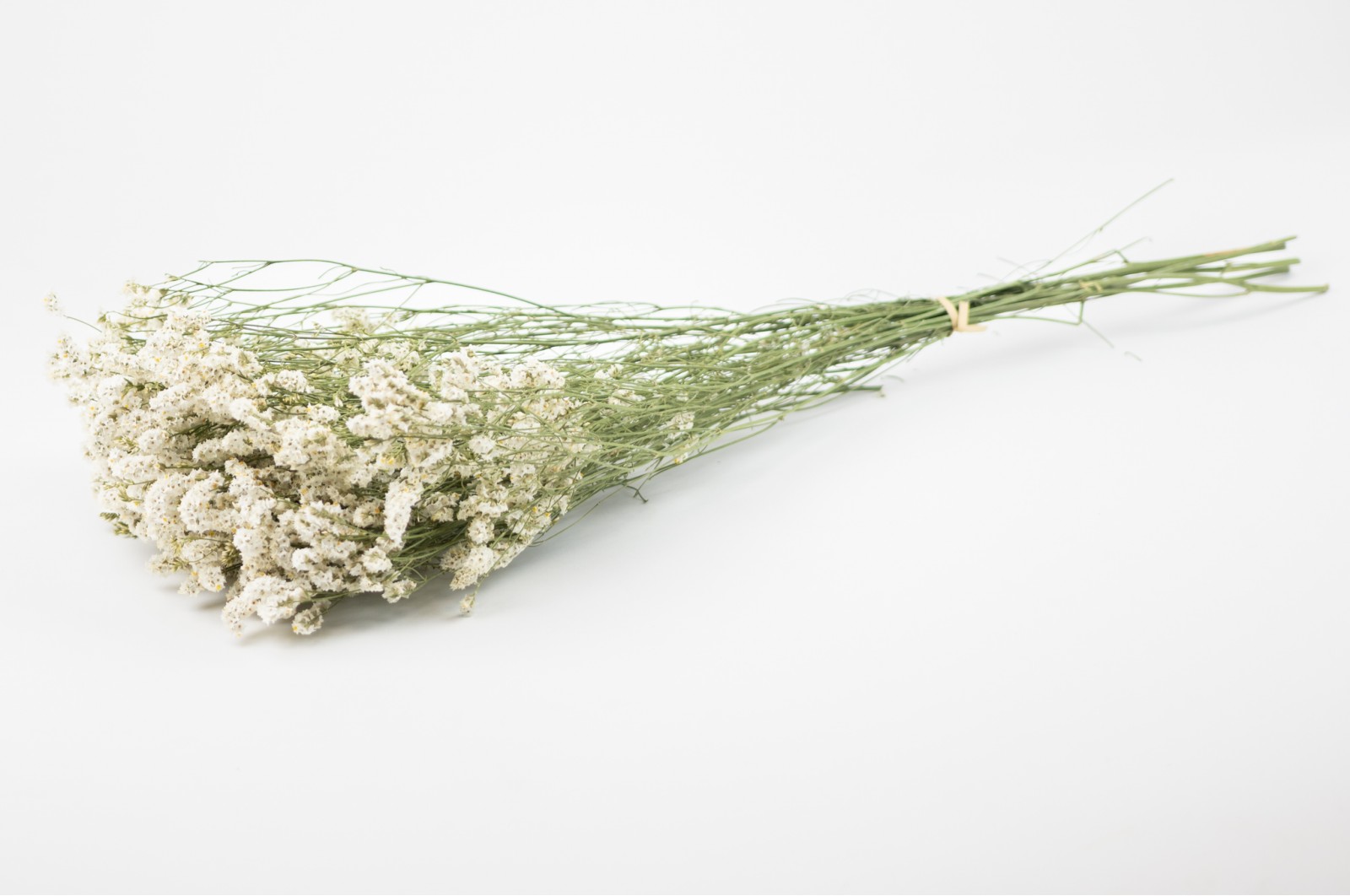 PHOCEALYS│Limonium Sinensis stabilisé│vente aux pros│Grossiste en végétaux stabilisées