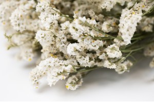 PHOCEALYS│Limonium Sinensis stabilisé│vente aux pros│Grossiste en végétaux stabilisées