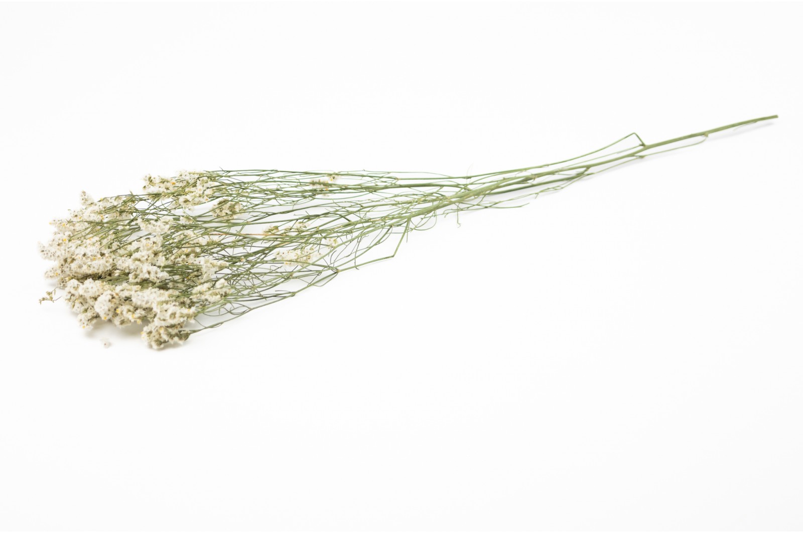PHOCEALYS│Limonium Sinensis stabilisé│vente aux pros│Grossiste en végétaux stabilisées