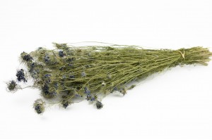 Nigelle fleuri sèche│vente aux pros│Grossiste en fleurs séchées