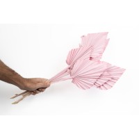 PHOCEALYS │palm spear│vente aux pros│Grossiste en fleurs séchées