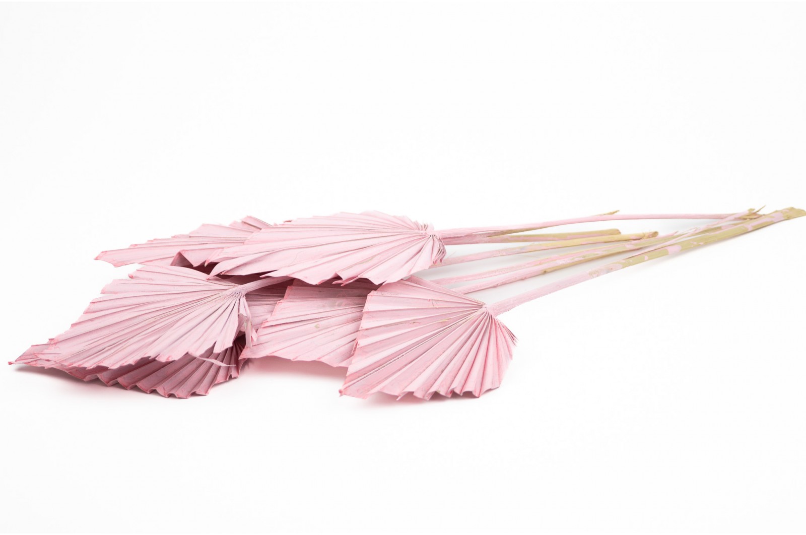 PHOCEALYS │palm spear│vente aux pros│Grossiste en fleurs séchées