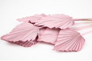 PHOCEALYS │palm spear│vente aux pros│Grossiste en fleurs séchées