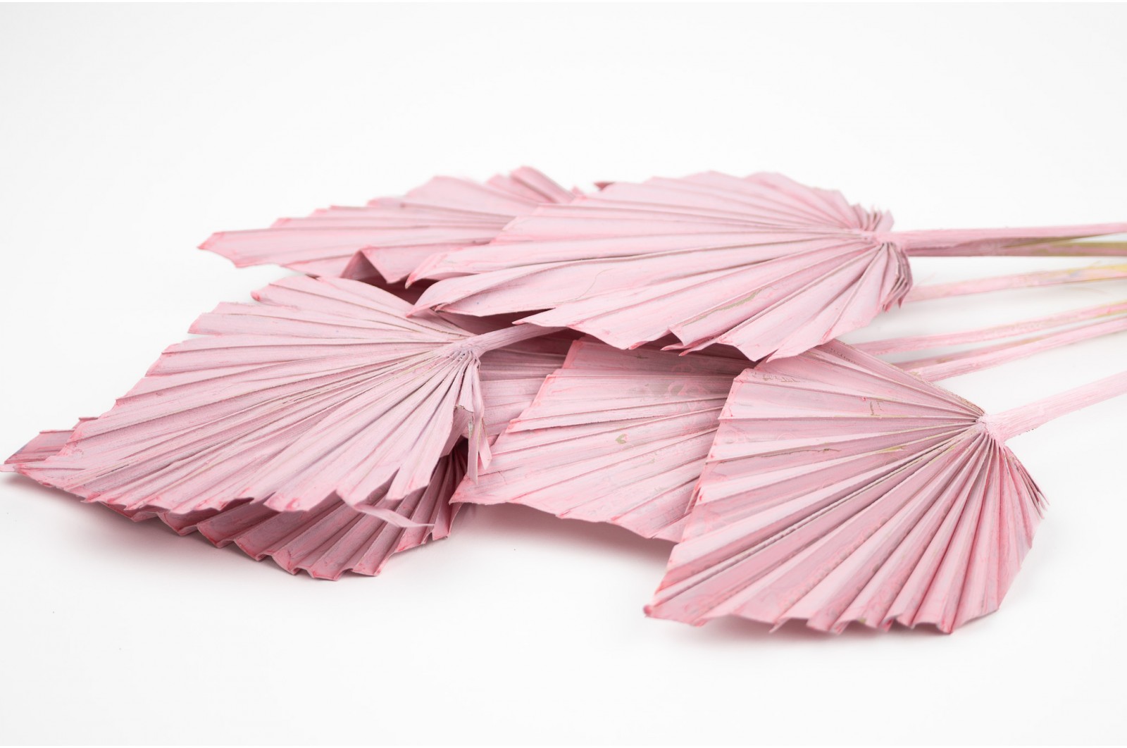 PHOCEALYS │palm spear│vente aux pros│Grossiste en fleurs séchées