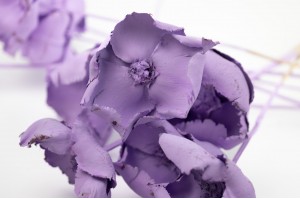 Palm cup flower séché│vente aux pros│Grossiste en fleurs séchées