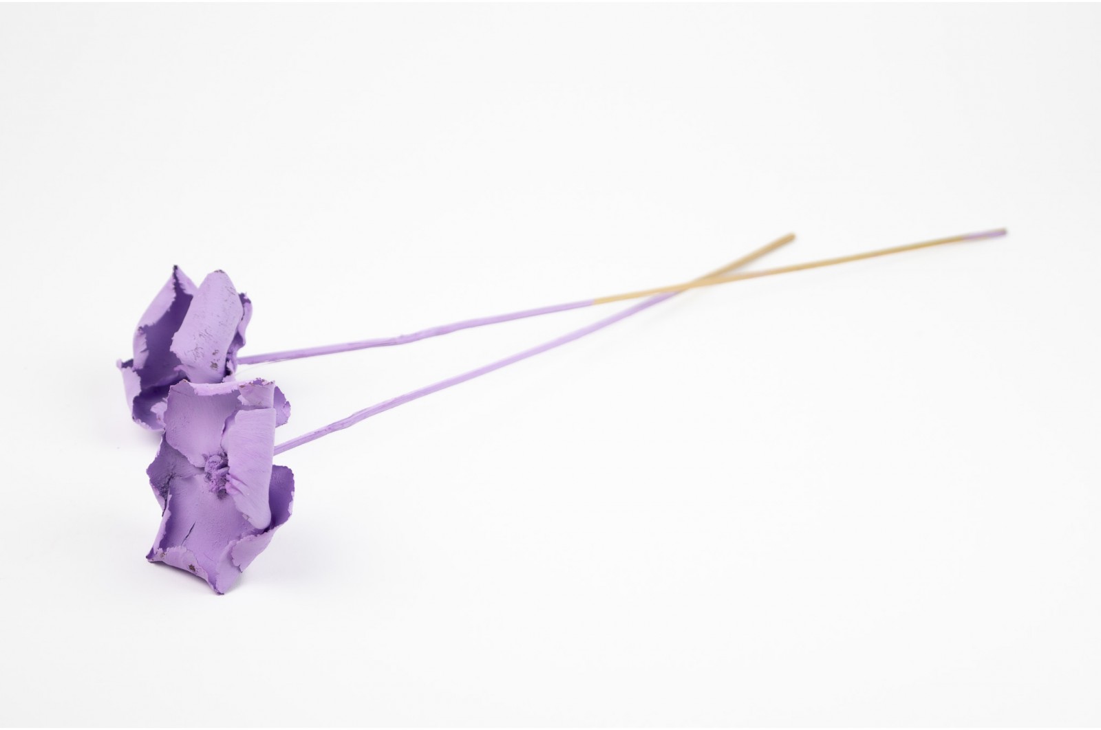 Palm cup flower séché│vente aux pros│Grossiste en fleurs séchées