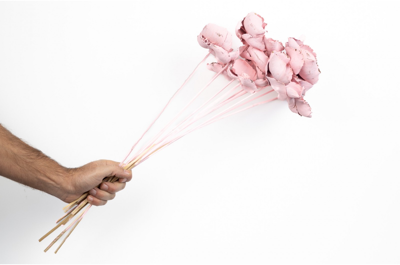 Palm cup flower séché│vente aux pros│Grossiste en fleurs séchées