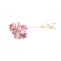 Palm cup flower séché│vente aux pros│Grossiste en fleurs séchées