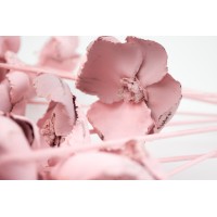 Palm cup flower séché│vente aux pros│Grossiste en fleurs séchées