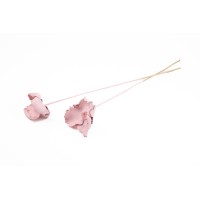 Palm cup flower séché│vente aux pros│Grossiste en fleurs séchées