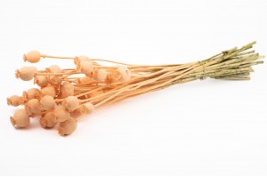 Pavot sec│vente aux pros│Grossiste en fleurs séchées