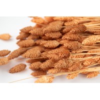 PHOCEALYS │Phalaris sec │vente aux pros│Grossiste en fleurs séchées